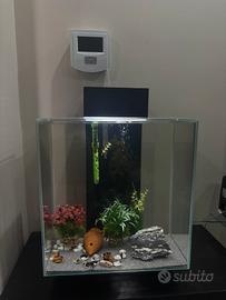 Acquario