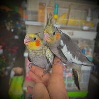 Calopsite Da Imbecco/Svezzati