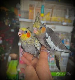 Calopsite Da Imbecco/Svezzati