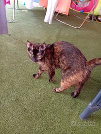 Gattina di circa un anno