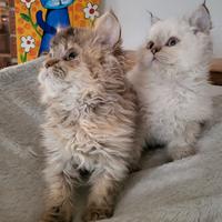 Cuccioli Selkirk Rex (gatti a pelo riccio)