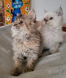 Cuccioli Selkirk Rex (gatti a pelo riccio)