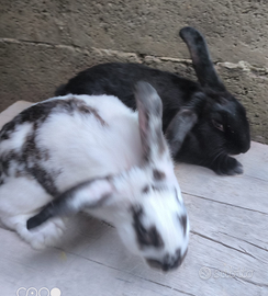 Conigli pezzati pesanti