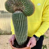 Cactus piante grasse giardino roccioso yucca cycas