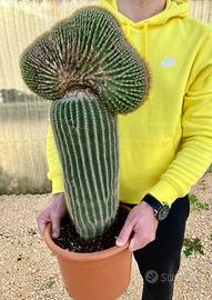 Cactus piante grasse giardino roccioso yucca cycas