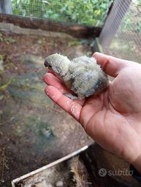 Pulli di inseparabili roseicollis