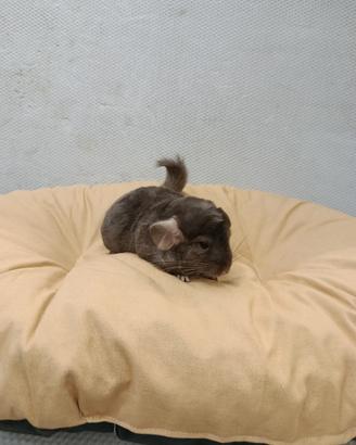 Cuccioli di cincillà