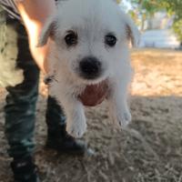 West highland White terrier
