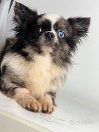 Chihuahua a pelo lungo