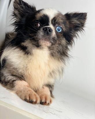 Chihuahua a pelo lungo
