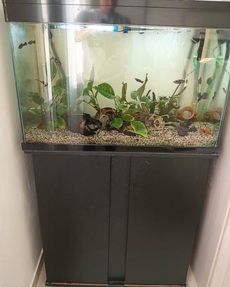 Acquario 180-200 litri