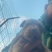 Pitbull terrier