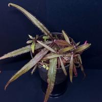 Drosera "adelae" pianta mangia insetti