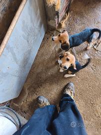 Cuccioli di Beagle Elisabett
