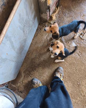 Cuccioli di Beagle Elisabett