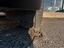 Immagine 29