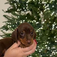 Cucciolo bassotto cioccolato