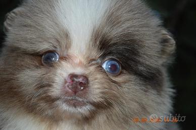 Spitz di Pomerania femmina occhio azzurro