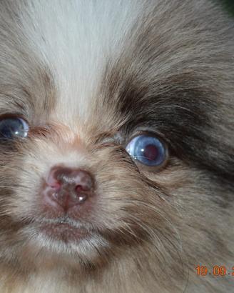 Spitz di Pomerania femmina occhio azzurro