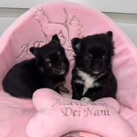 Chihuahua femmina