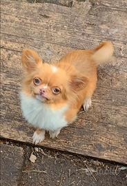 Chihuahua pelo lungo femmina