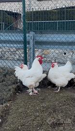 Coppia marans bianche