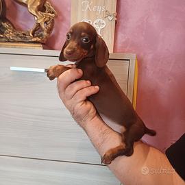 Cuccioli di bassotto cioccolato e arlecchino