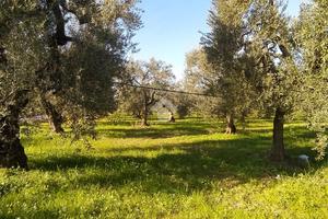 TER. AGRICOLO A CERIGNOLA