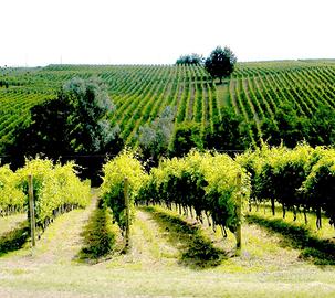 Azienda agricola + vigneti + fabbricati Val Tidone