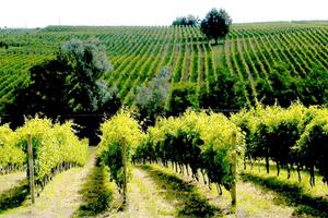 Azienda agricola + vigneti + fabbricati Val Tidone