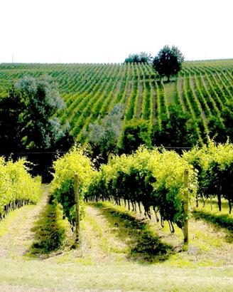 Azienda agricola + vigneti + fabbricati Val Tidone