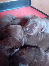 Cuccioli di labrador