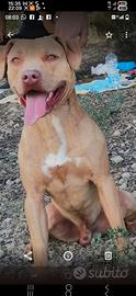 Cuccioli pitbull TOP