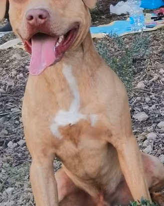 Cuccioli pitbull TOP