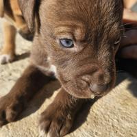 Cuccioli di pittbull