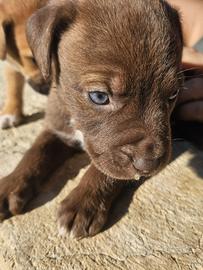 Cuccioli di pittbull