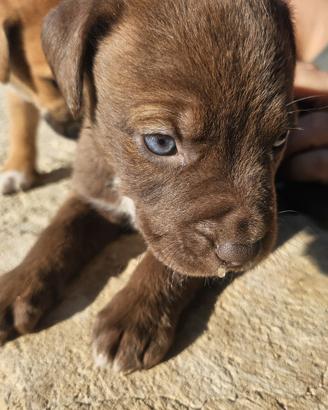 Cuccioli di pittbull