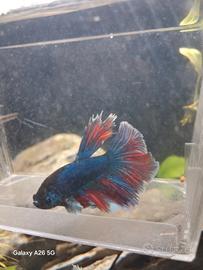 Pesce betta splendens halfmoon