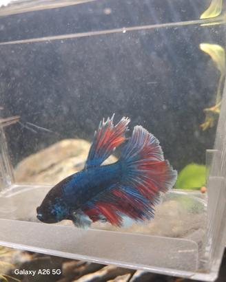 Pesce betta splendens halfmoon