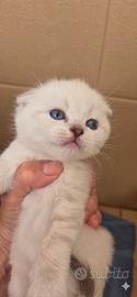 Maschietto scottish fold