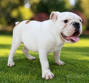 bulldog inglese pedigree ENCI 