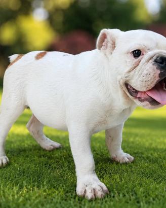 bulldog inglese pedigree ENCI 