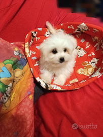 Mini Maltesi Cuccioli Vaccinati