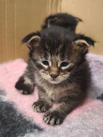 Cucciolo di Maine Coon maschio