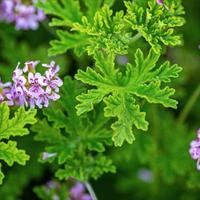 pianta di geraneo citronella