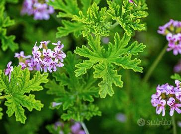 pianta di geraneo citronella