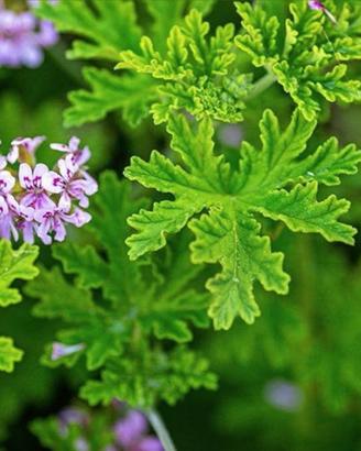 pianta di geraneo citronella