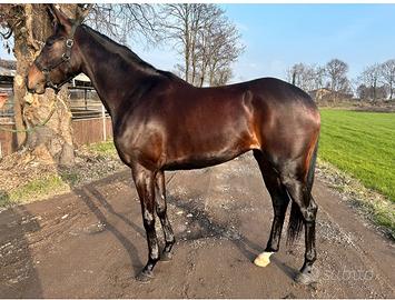 PSI cavalla bravissima