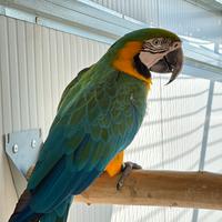 Ara harligold maschio