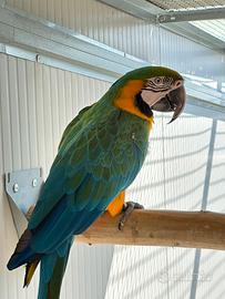 Ara harligold maschio